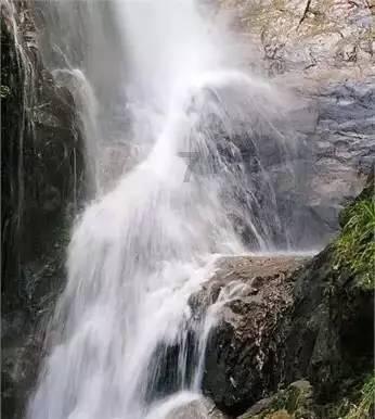 客厅养盆琴叶榕，高雅大气还净化空气，如何养？游戏画面